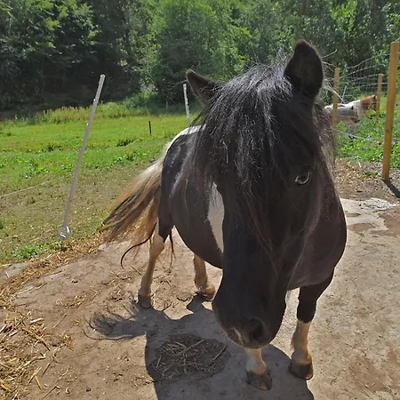 Prázdninový dům Auf Einem Bauernhof In Bad Wildungen