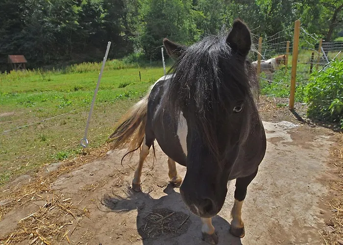 Tatil Evi Auf Einem Bauernhof In Bad Wildungen